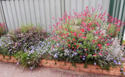 Waratah Preschool Event